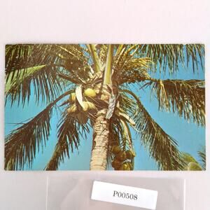 Florida Coconut Palm Tree 1960s Postcard 1967 Photo Hallandale Delray Beach